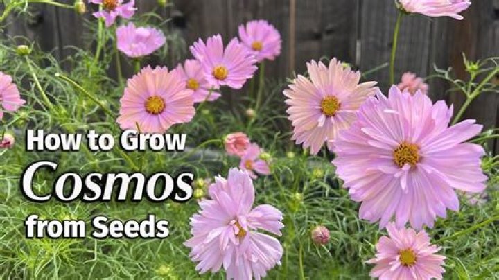 Do cosmo flowers spread?