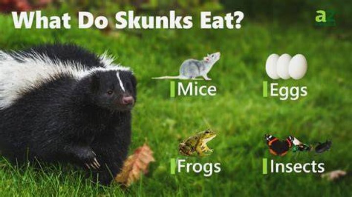 Do wild skunks eat?