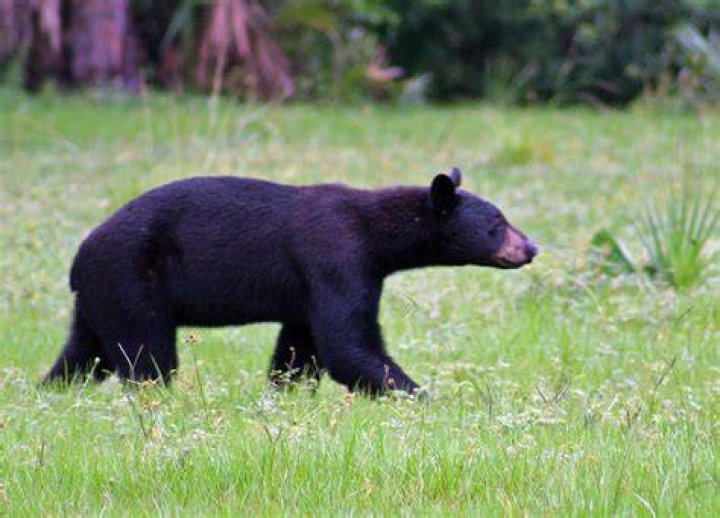 Does florida have bears?