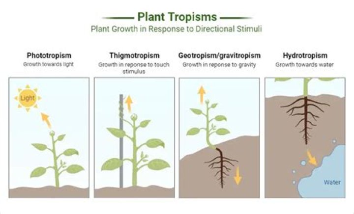 How do tropisms affect plants?