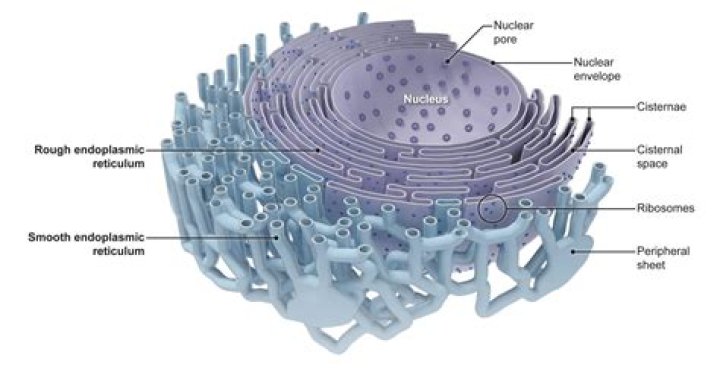 How many types of endoplasmic reticulum?