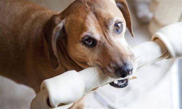 How rawhide effects dogs?