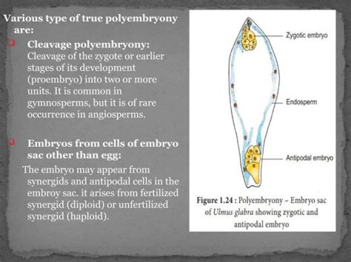 In case of polyembryony an embryo a develops from the synergids?