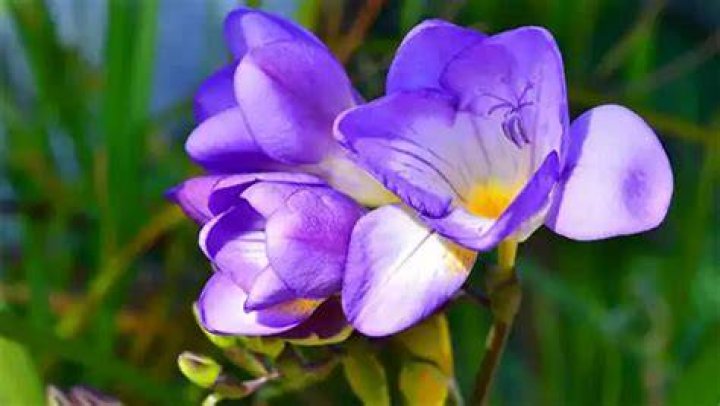Is freesia toxic to cats?