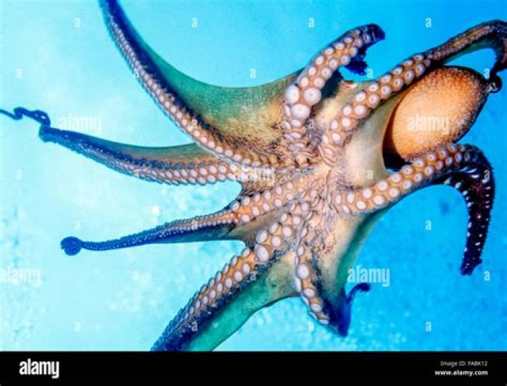 Is octopus an octopodes?
