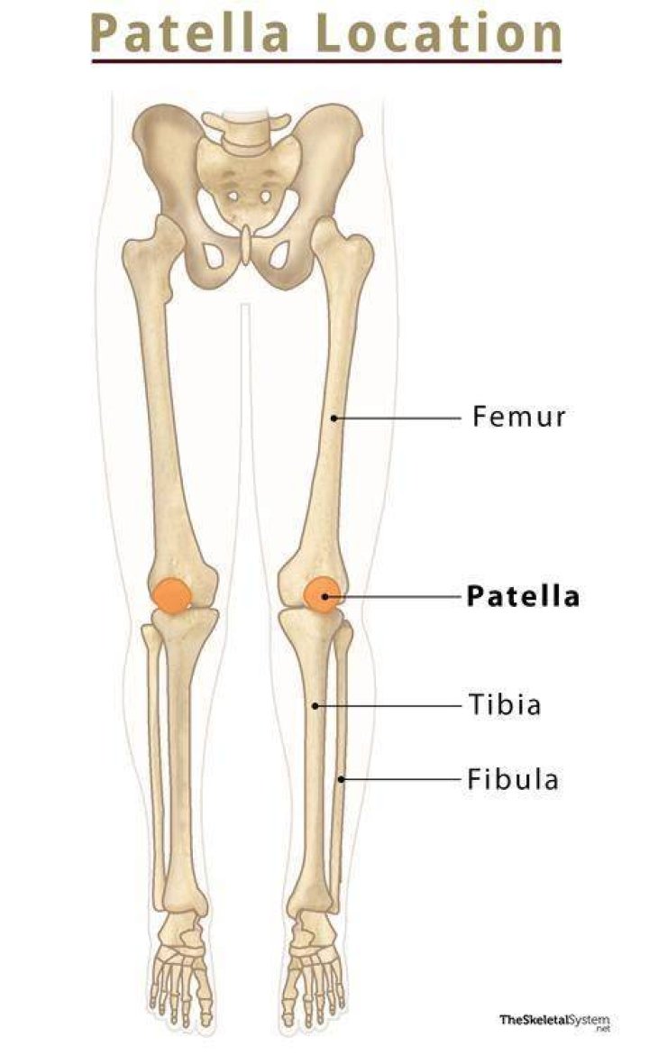 Were is the patella located?