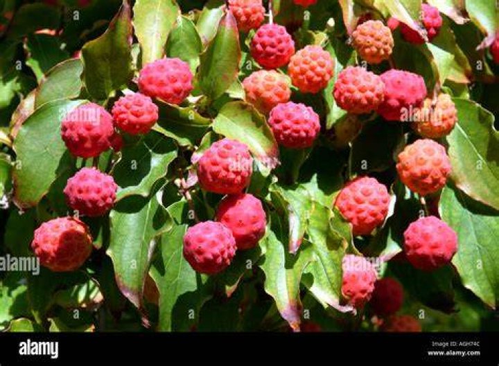 What is cornus fruit?