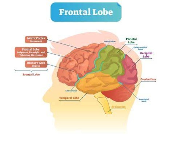 Whats located in the frontal lobe?