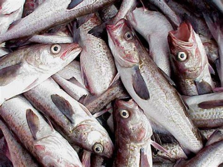 When do pollock spawn?