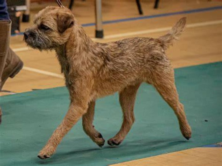 When is s border terrier fully grown?
