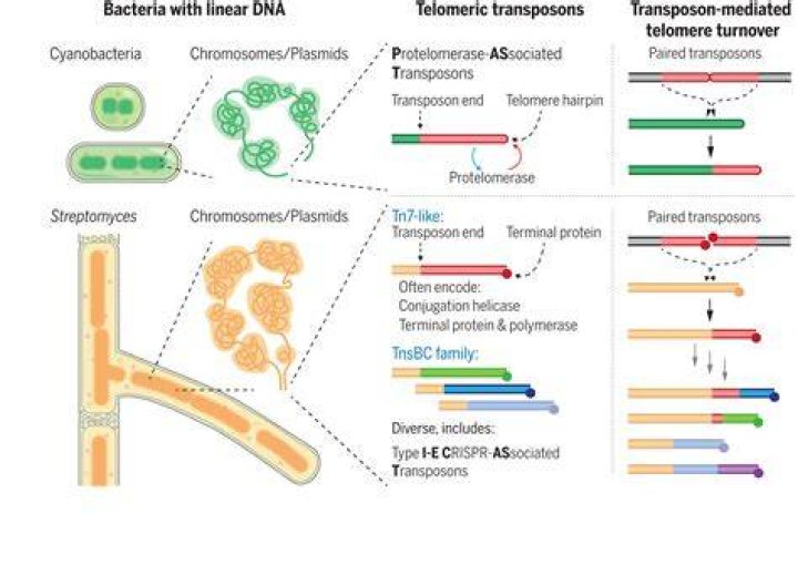 Where are transposons found?