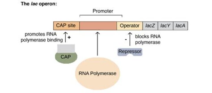 Which gene produces permease in lac operon?