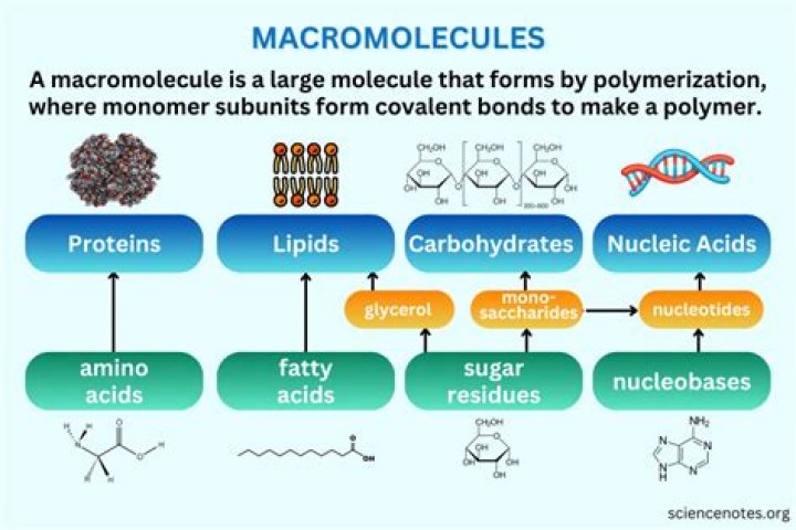 Why are the 4 macromolecules important?