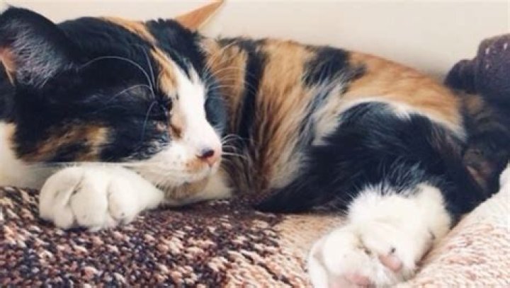 Why calico cats are almost invariably female?