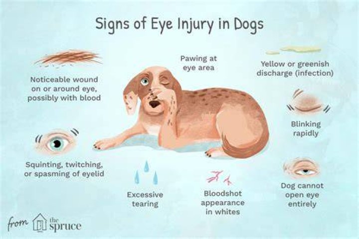 Why is my dog's body jolting?