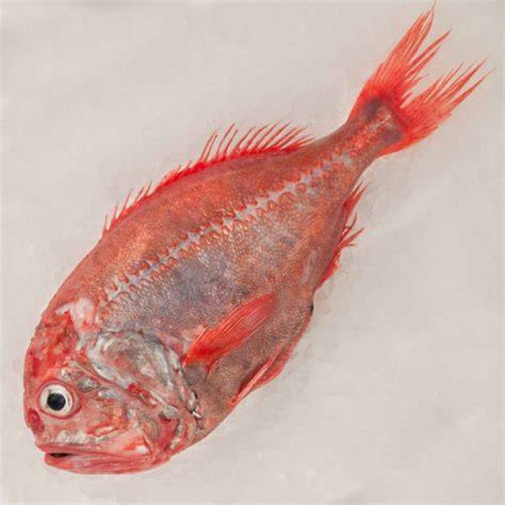 Why is orange roughy hard to find?
