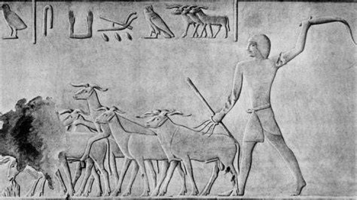 Why were shepherds detestable in egypt?