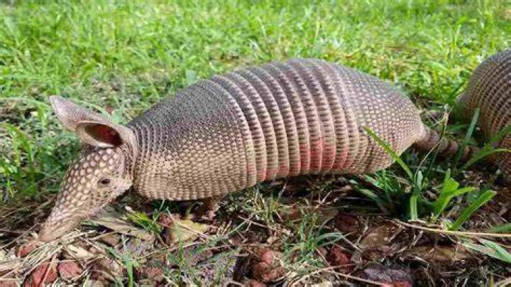 Will an armadillo attack a dog?